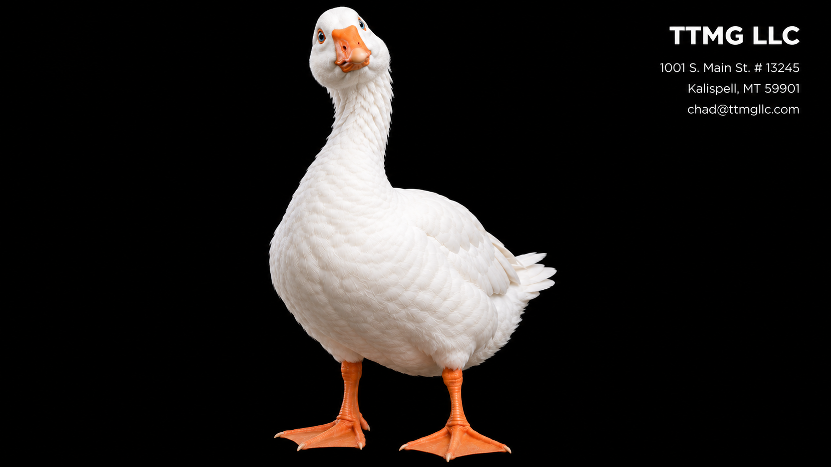 A curious white goose